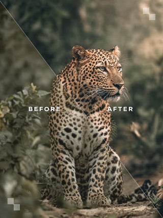 Pack DISCOVERY 40 presets