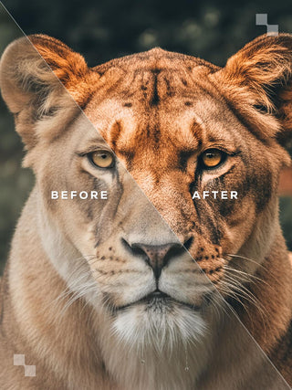 India Lightroom Preset