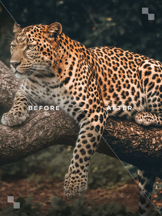 India Lightroom Preset