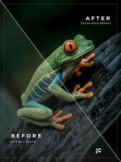 The First Edition Bundle - Lightroom Presets