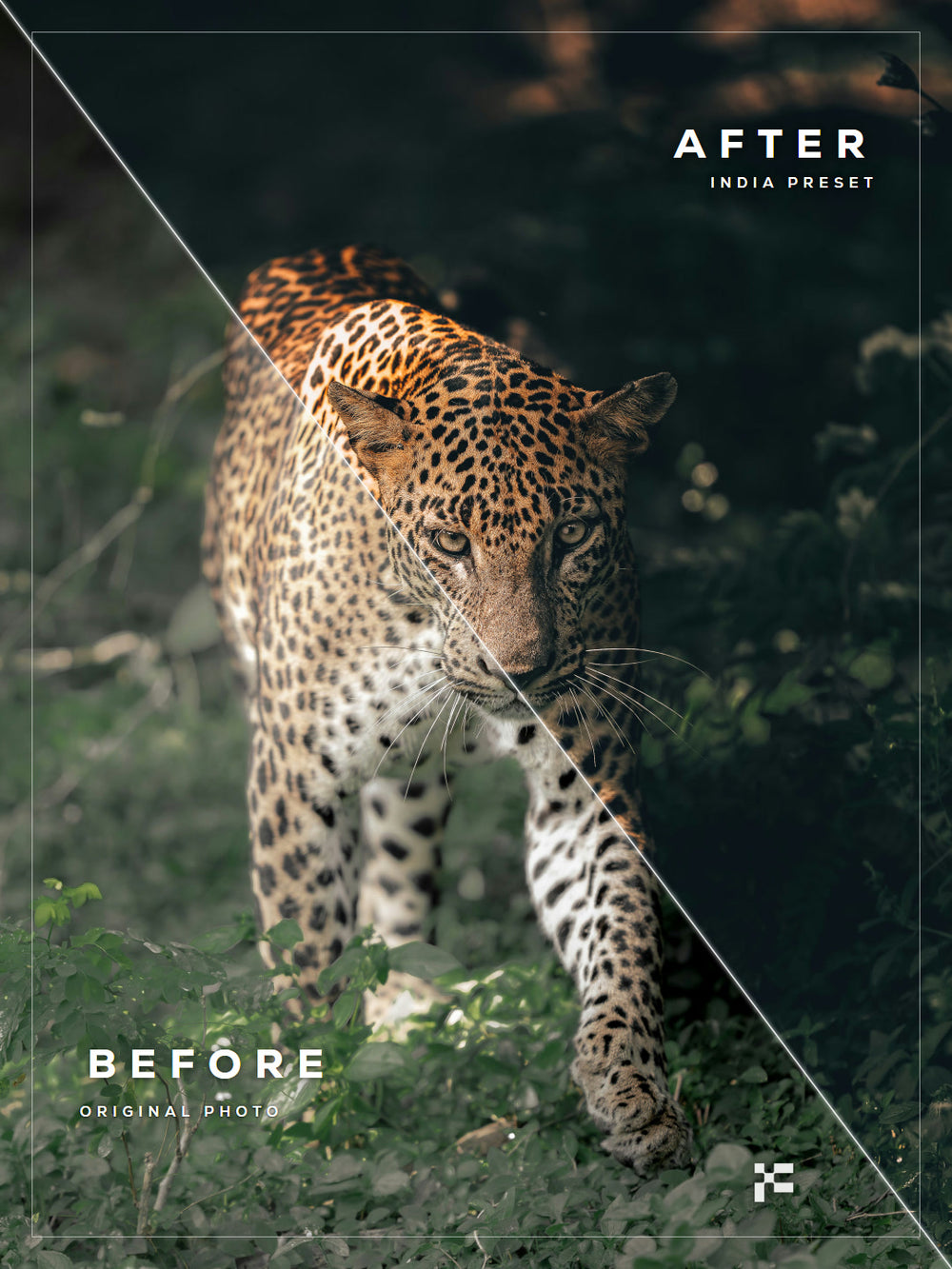 India Lightroom Presets