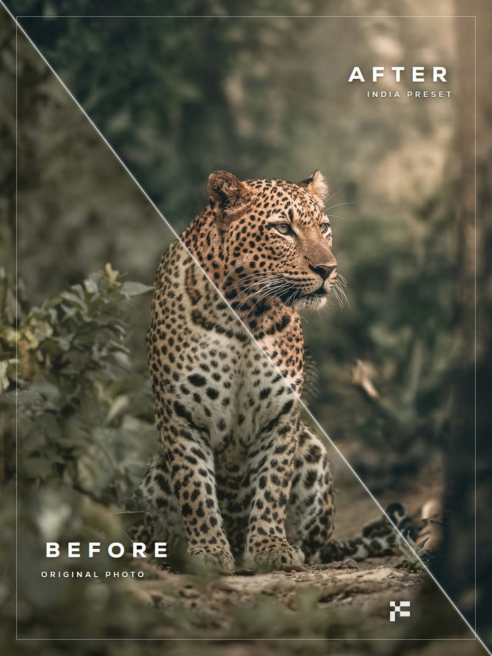 India Lightroom Presets