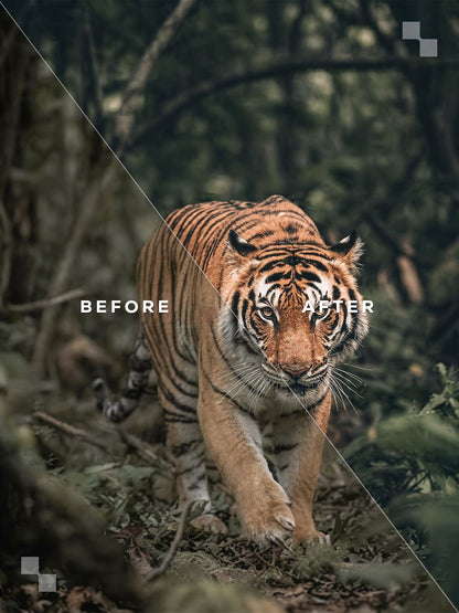 The Premium Bundle – Lightroom Presets