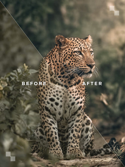India Lightroom Presets
