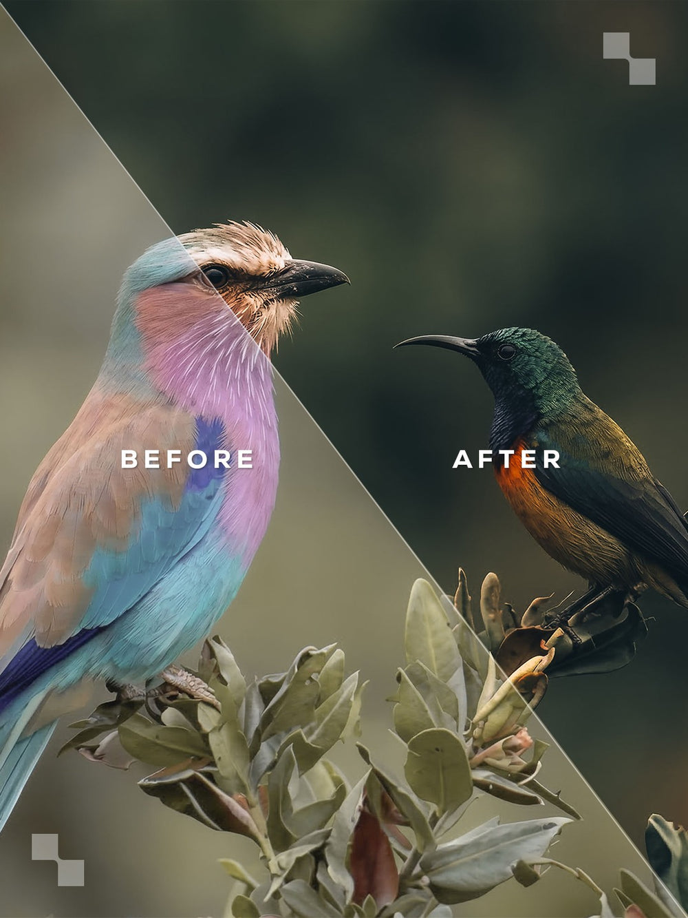 India Lightroom Presets