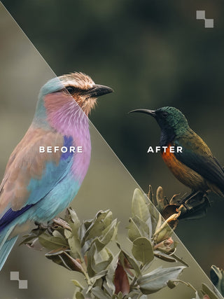 India Lightroom Preset