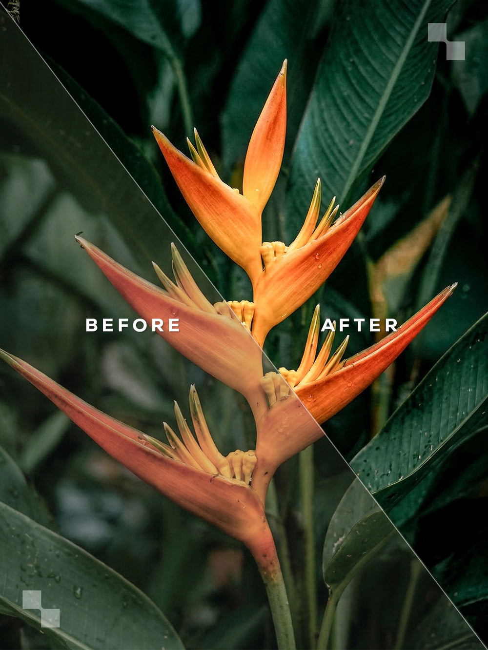 Costa Rica Lightroom Presets