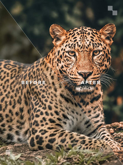India Lightroom Presets